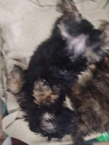 İtlər: Məhsul: Yavru itlər (iki bala) Təsvir: - Cins: Kiçik ölçülü, uzun — 2