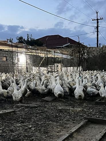 dovsan sekilleri: Məhsul: Ağ yerli ördəklər (kütləvi sayda) Təsvir: - Şəkillərdə — 8