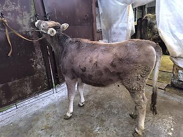Коровы, быки: Продаю | Бык (самец) | Швицкая | На откорм | Племенные — 4