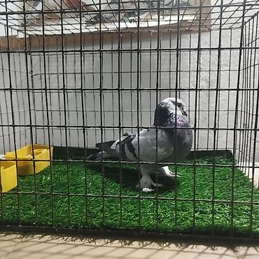 Другие с/х животные: Породистые декоративные голуби. Описание: - Порода — 34