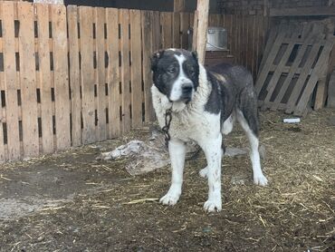 Вязка собак: Вязка: Алабай, Самец, Более 5 лет