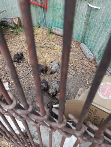 отдам щенка немецкой овчарки в хорошие руки: Собака даром: Дворняжка, 1 месяц, Самец