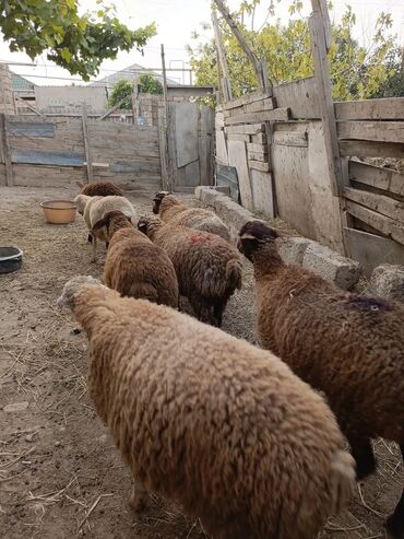 Quzu: Quzu, Erkək, Qala, ay: 1, 28 kq, Damazlıq, Ətlik, Ünvandan götürmə
