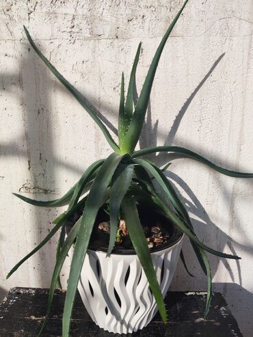 Драцены и Сансевиерии: Домашние и комнатные цветы в горшках. Герань, Алоэ, долларовое дерево — 2