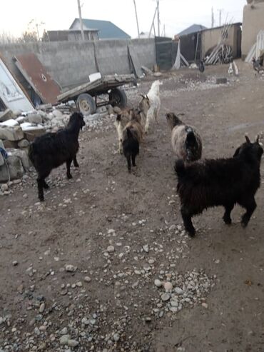 Козы, козлы: Продаю | Коза (самка) | Полукровка | Для разведения — 7