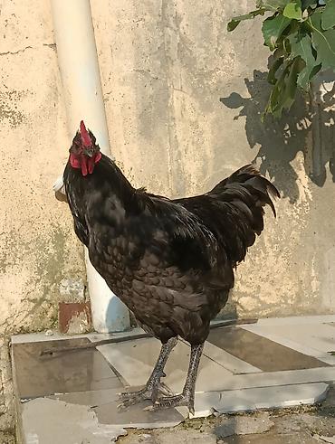 qus qefesleri: Orginal AVSTROLOP 6aylıq real alıcılar narahat eləsin . Sağlamlığına — 2