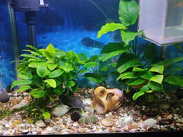 Аквариумы: Аквариум заводской, с крышкой 60 литров, со всеми комплектующими — 1