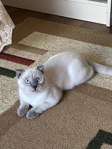 pişiklər ucuz: Britan yastı qulaq, Erkək, Cütləşmə üçün, Ünvandan götürmə — 4
