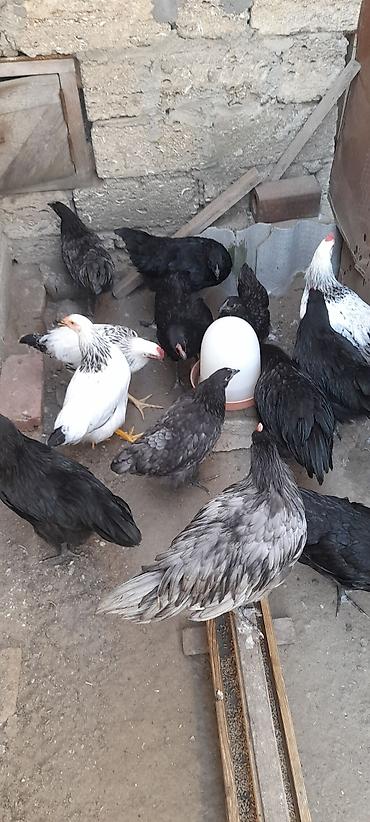 beçə: Toyuq cücələri, Damazlıq — 1
