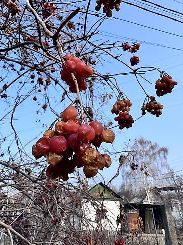 Продажа дач: Продаю Дачный домик ! Село Таш Мойнок ДОО « Горное» 6.5 соток — 14