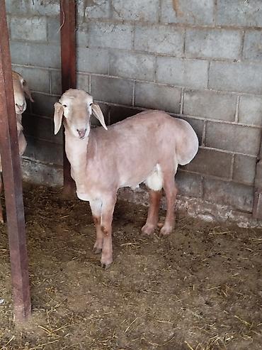 Баран, овца: Продаю | Баран (самец) | Для разведения — 1