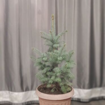 Декоративные деревья: Саженцы деревьев: Ели, Самовывоз, Платная доставка — 8