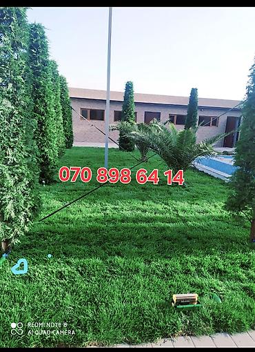 kok saplar: Rulon qazon – peşəkar əkilib-becərilmiş, sıx teksturalı, tünd yaşıl — 1