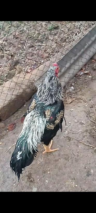o şamo: 11 ayliq ata taylant ana mamba super qani olan heyvandi atasida — 5
