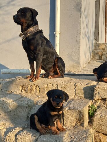 взять собаку из приюта в баку: Rotveyler, 3 ay, Dişi, Peyvəndli, Ünvandan götürmə