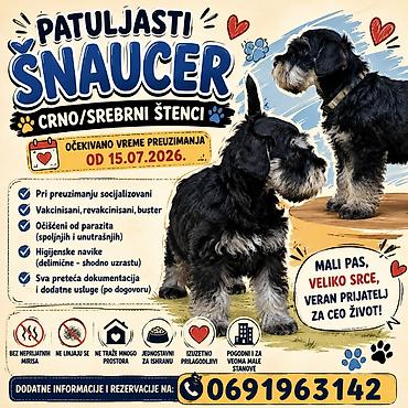 serbia dogs: Patuljasti šnaucer-crno/srebrni štenci-očekivano vreme preuzimanja od — 1