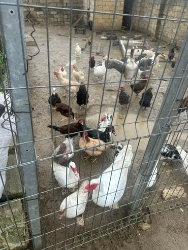 Ördəklər: Dişi, Ətlik — 16