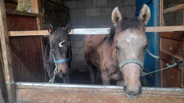 продаю жылкы: Продаю | Жеребенок