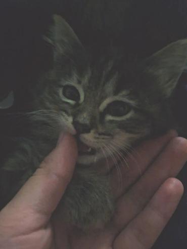 мейн кун кошки: Котята, домашние отдам в хорошие руки — 3