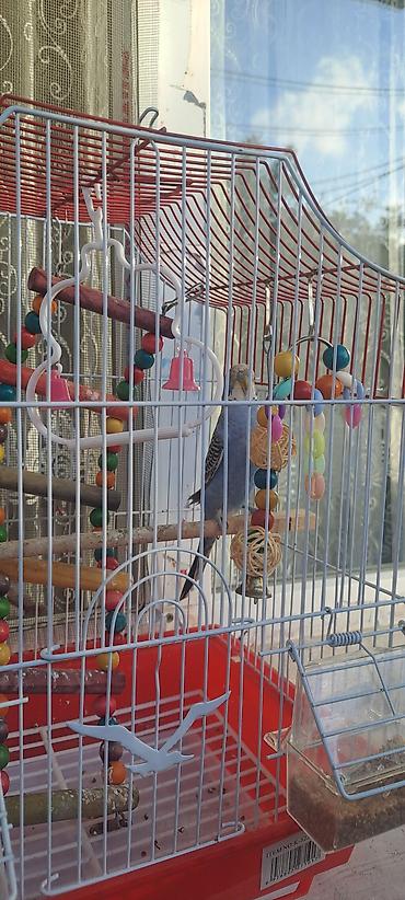 qəfəslər: 3 ədəd papuqay ana ve iki ayliq bala. 2 qəfəs butun esyalari ili — 8