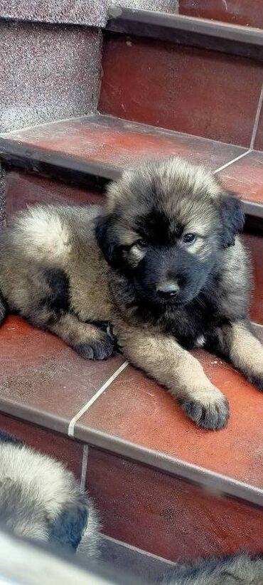 mini pomeranac boo cena: Šarplaninci stenci starosti mesec dana vakcinisani jednom tri puta