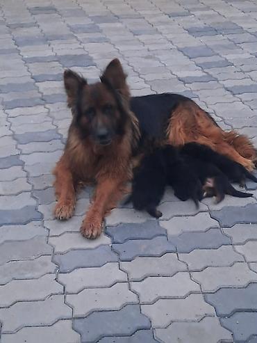 çoban kucuyu: Alman çoban iti, 2 ay, Erkək, Peyvəndli, Ünvandan götürmə — 6