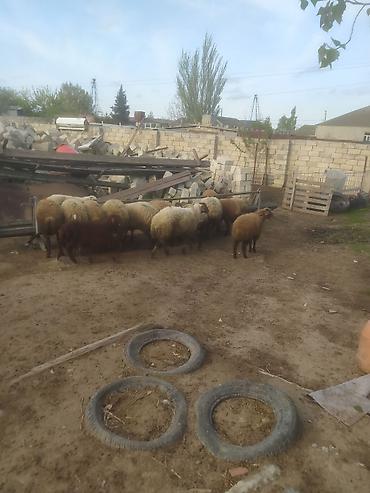 Quzu: Quzular səkkiz ədədi kök quzular — 5