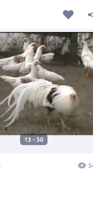 Xoruzlar: Tek 100 ayam zemani cut 200m .qap — 27