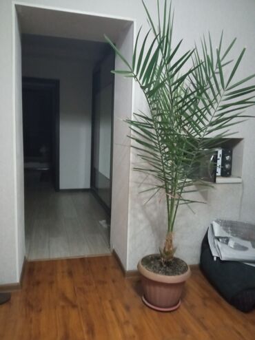растение тропическая пальма: Продаю финиковое дерево,
Рост 150см