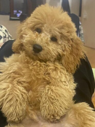 котята в баку бесплатно 2020: Пудель, 2 года, Самец, Для вязки