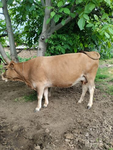 дойный коров: Продаю | Корова (самка) | Для молока | Стельные