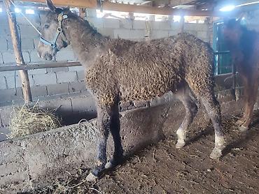 Лошади, кони: Продаю | Жеребенок — 11