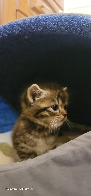 кошка британка: Мама шотландская скоттиш страйт, короткошёрстная Котята смешанные с — 10