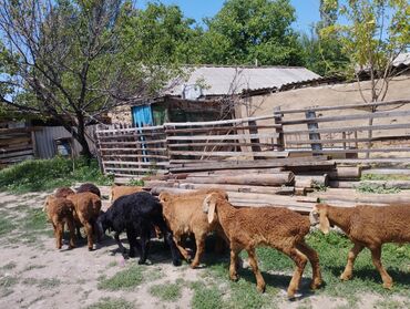 рамановские овцы: Продаю | Ягненок | Арашан | Для разведения | Ягнившаяся