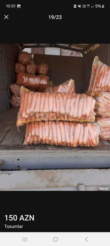 Toxumlar: Məhsul: Toxumlar – ALIZE F1 qarpız toxumu - Brend: KNOWN-YOU SEED — 8