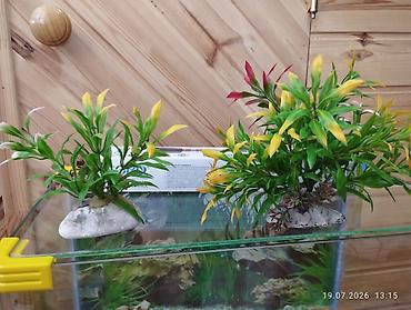 akvaryum altlığı: Dördbucaq akvarium, Boş, 35 l — 8