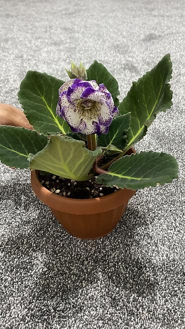 Бөлмө өсүмдүктөрү: Глоксиния (Sinningia speciosa) в пластиковом кашпо - Сорт с крупными — 9