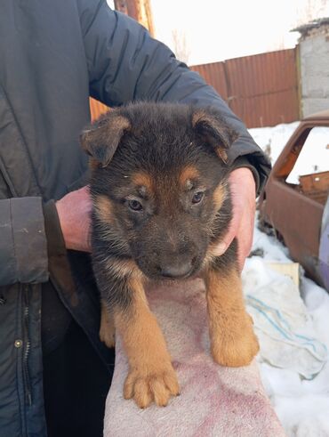 Собаки: Продаю щенков немецкой овчарки 23матра будет 2 месяца один раз
