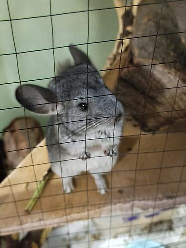 Шиншиллы: Шиншиллы домашнего разведения. 16 марта 2026 им исполняется 3 месяца — 6