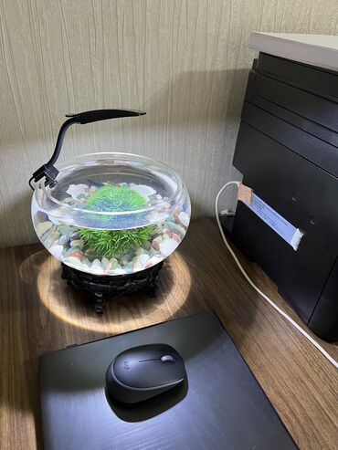 akvarium xırda balığı: Yumru Akvarium, 6 l