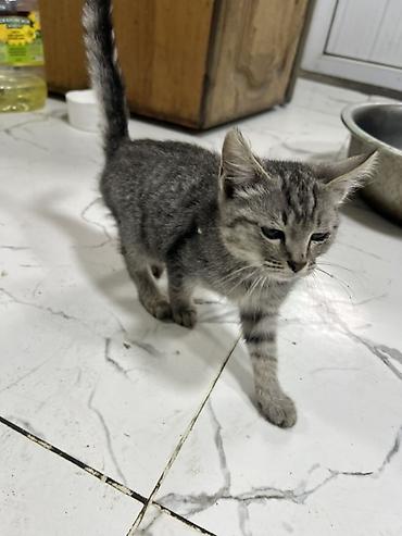 Отдам даром кошку: 5 месяцев, Девочка — 6