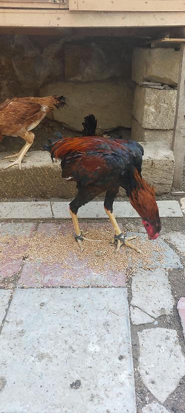 heyrətilər: Heyratı beçə 11 aylıq. superq qan daş pipik heyvandır. istəyən vodsapa — 3