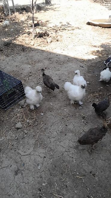 sumqayıtda cücə satışı: Cavan saglam ponponlar satilir.Biri 25 manat. Unvan Şəki cox goturənə — 1