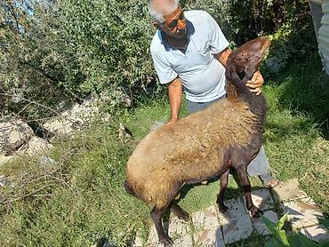 Qoyun – qala cinsi - Cins: Qoç - Boy-buxun: Uzunbədənli, möhkəmli -