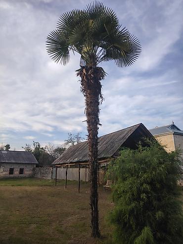 gul satisi toptan: Traxikarpus (Trachycarpus fortunei) xurma ağacı - Növ: Soyuğa davamlı — 2