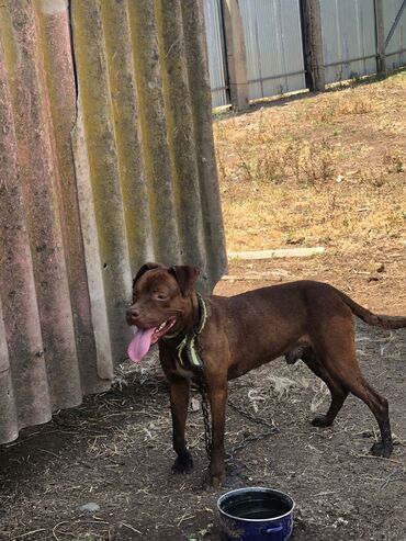 oğlan it adları: Pitbul, 11 ay, Erkek, Ünvandan götürmə lalafo.az -da oğlan it adları: Pitbul, 11 ay, Erkek, Ünvandan götürmə