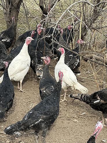 Индюки: Продаю | Индюшка (самка), Индюк (самец) | Черный принц, Северокавказская | На забой, Для разведения | Племенные — 11