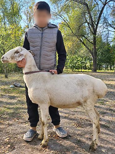 продаю ягнят: Продаю | Овца (самка) | Для разведения | Матка — 10