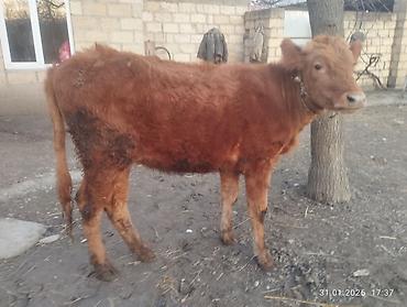 Inəklər, öküzlər: Qara dügə 8 aylıq boğazdır sakit heyvandi Qiymət 2100 Sarı dişi dana — 7