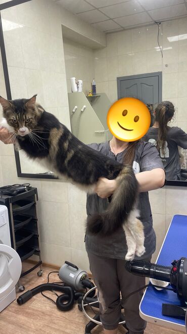 кастрированный кот: Кот Мейн Кун 1,2 года Кастрат Здоровый С вязи с переездом Лоток